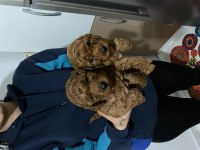 Mükemmel kalitede red ve dark redbrown poodle bebekler