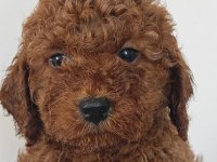 Toy Poodle Yavrularımız