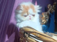 Show kalite iran persian kedisi