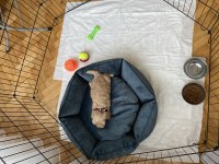 Maltipoo 55 günlük dişi uysal tüy dökmez koku yapmaz
