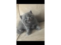 Yavru 45 günlük british shorthair kediler