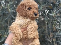 BEBEK YÜZ POODLE YAVRULARIMIZ HAZIR