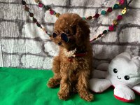 Toy poodle
