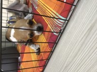 Yavrularımız doğdu ve çok sağlıklı chihuahua