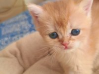 Son kalan peluş gibi yavru kediler