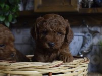 RED BROWN TOY POODLE