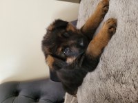 K9 SAFKAN ALMAN KURDU 2 KARDEŞ