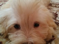 Erkek maltipoo