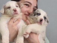 Çok iyi border collie yavruları İstanbul