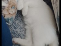 Scottish Fold Mavişe Yuva Arıyoruz