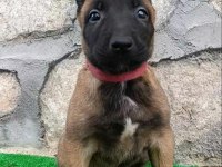 Eyüp Doğan Aksiyon Şila Yavruları Malinois