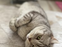 ÜCRETSİZ SAHİPLENDİRME BRİTİSH KEDİMİZ