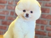 Dünyalar Tatlısı Ayı Surat Pomeranian Boo