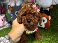 Gerçek orjinal Toy Poodle Yavrularımız