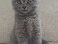 1 ocak doğumlu scottish fold yavrularımız