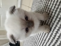 Scottish fold yarım kırık kulak
