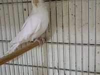 Dişi albino sultan papağanı 1 yaşına yakın