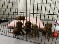 IRK SAĞLIK KİLO GARANTİLİ RED TOY POODLE YAVRULAR