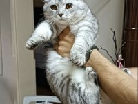 Scottish fold