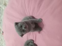 Minik british shorthair yavrumuz sahiplendiriyoruz
