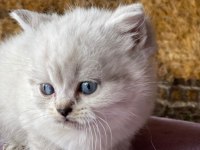 FULL ORJİNAL LYNX POİNT BRİTİSH SHORTHAİR