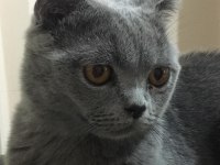 British shorthair
