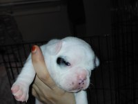 PİED DİŞİ BEBEK FRENCH BULLDOG
