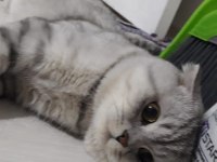 4 yaşında erkek scottish fold ücretsiz sahiplendirilecek