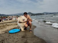 23 Haziran doğumlu Safkan A Kalite samoyed bebekler