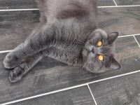 Safkan British Shorthair
