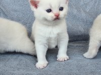 British shorthair red point