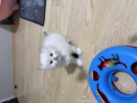 BRİTİSH LONGHAİR PAŞAM HAZIR