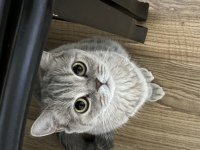 Ücretsiz Sahiplendirme British Shorthair
