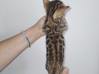 Saf kan yavru bengal kedisi