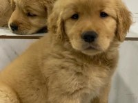 Golden Retriever Yavruları