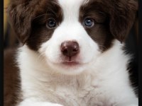 Çok iyi border collie yavruları