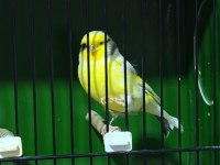 Gloster kanaryalar