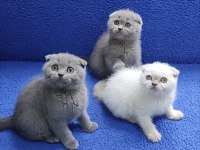 Scottish Fold Yavrularımız Yeni Yuvalarını Arıyor