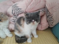 CFA KAYITLI ANNE VE BABA YAVRU KEDİMİZ