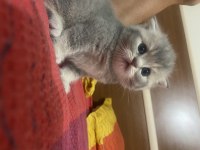 Safkan scottish fold