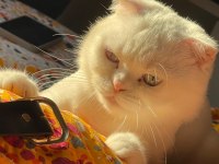 Acil Sahiplendirilecek Scottish Fold