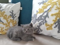 DENİZLİ CİNS YAVRU KEDİLER