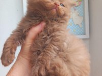Cinnamon erkek british shorthair