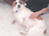 Köpeğimize bahçeli ev tercihimizdir