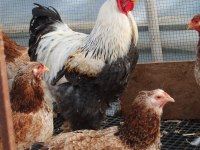 SALMON BRAHMA KULUÇKALIK YUMURTA & CİVCİV