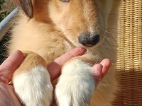 Sevimli border collie bebeğin işte burada