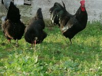Orjinal Alman uzun kuyruk Black blue kuluçkalık yumurta