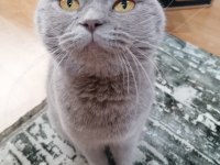 Ücretsiz sahiplendirme scottish fold 3 yaşında