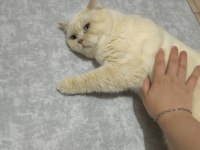 Ücretsiz British Shorthair Erkek