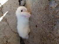 Yavru Hollanda teddy lop tavşanları